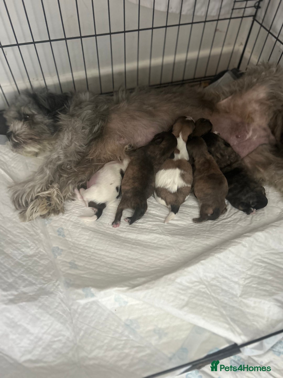 Zuchon dogs for sale: ONE LAST GORGEOUS GIRL  - Image 2