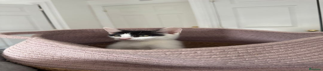 Mixed Breed Kitten 4