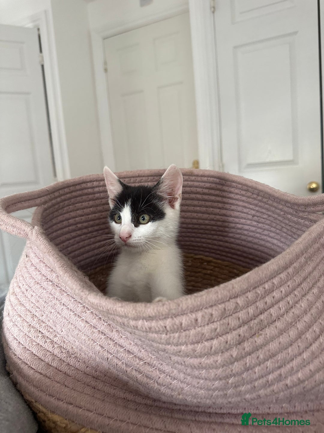 Mixed Breed cats for sale: READY NOW- 2 F Left. Beautiful Natures in Northampton - Image 17
