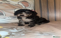 Cockapoo dogs for sale: Miniature toy poodle cockapoos available soon ❤️ - Image 10