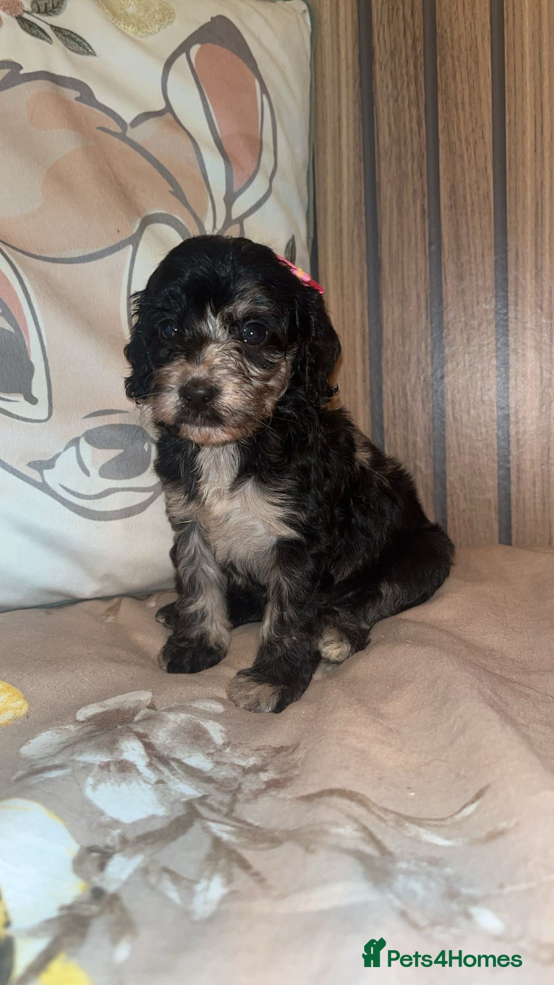 Cockapoo dogs for sale: Miniature toy poodle cockapoos available soon ❤️ - Image 10