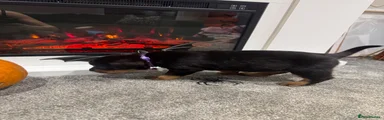 Rottweiler 6