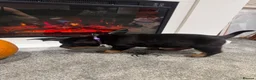Rottweiler dogs for sale: 🐶🐾 Rottweiler puppies 🐾🐶 - Advert 13