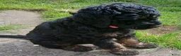 Bernedoodle dogs for sale: F2b midi Bernedoodle  - Advert 14