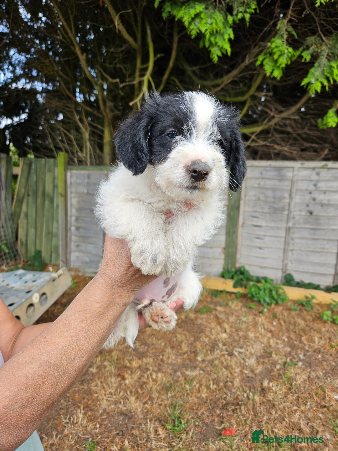 Jackapoo dogs for sale: Jackapoo puppies x7 - Image 10