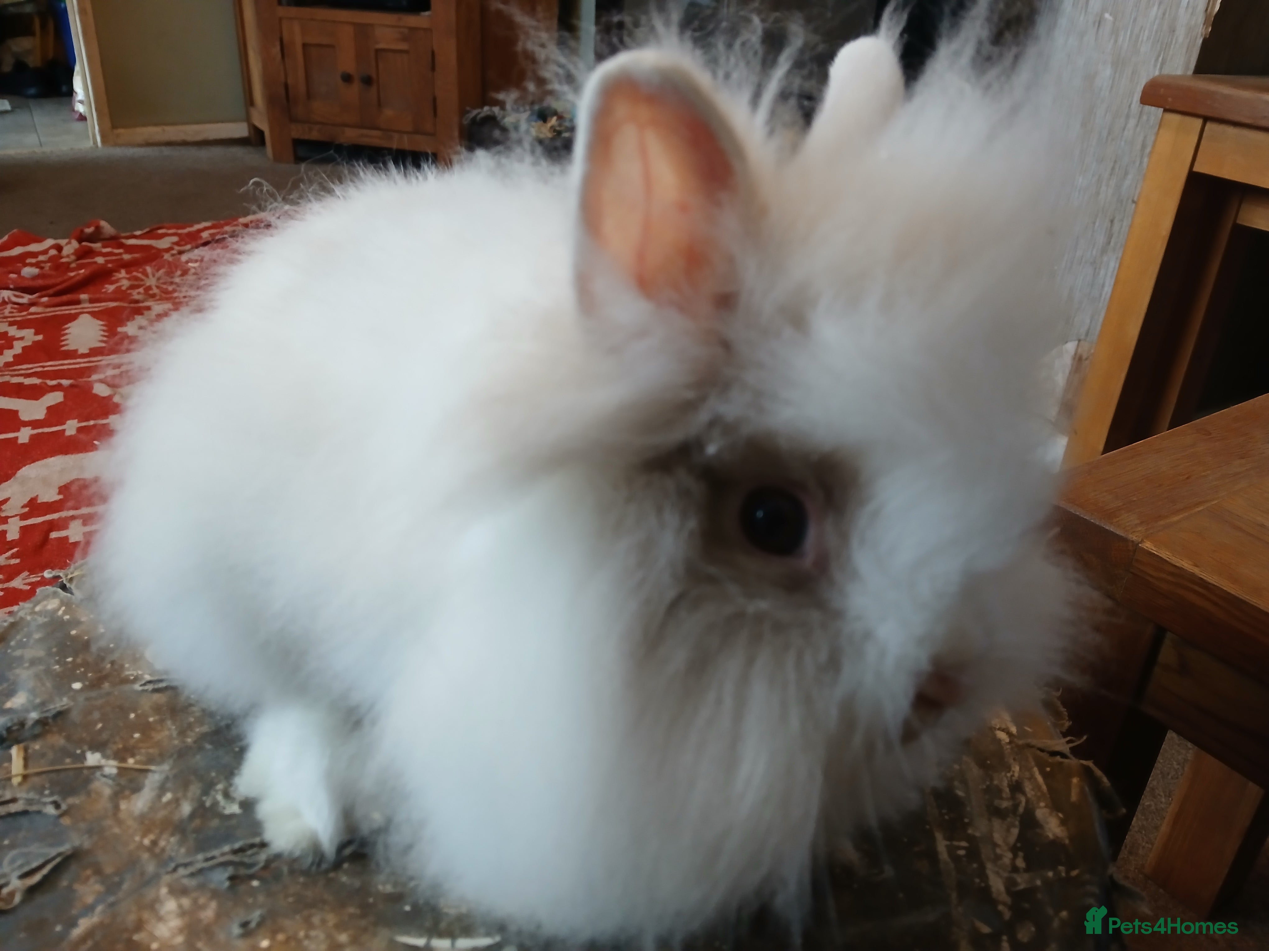 Lionhead rabbits LAST ONE Stunning DM Lionhead baby rabbits  - Advert 1