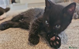 British Shorthair cats for sale: Black and tuxedo baby kittens in Bicester - Image 28