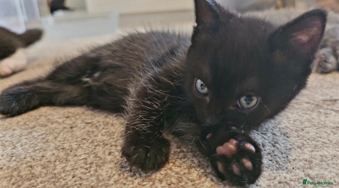 British Shorthair cats for sale: Black and tuxedo baby kittens in Bicester - Image 28