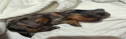 Dachshund dogs for sale: Miniature Dascshund smooth hair puppy’s  in Ilminster - Advert 21