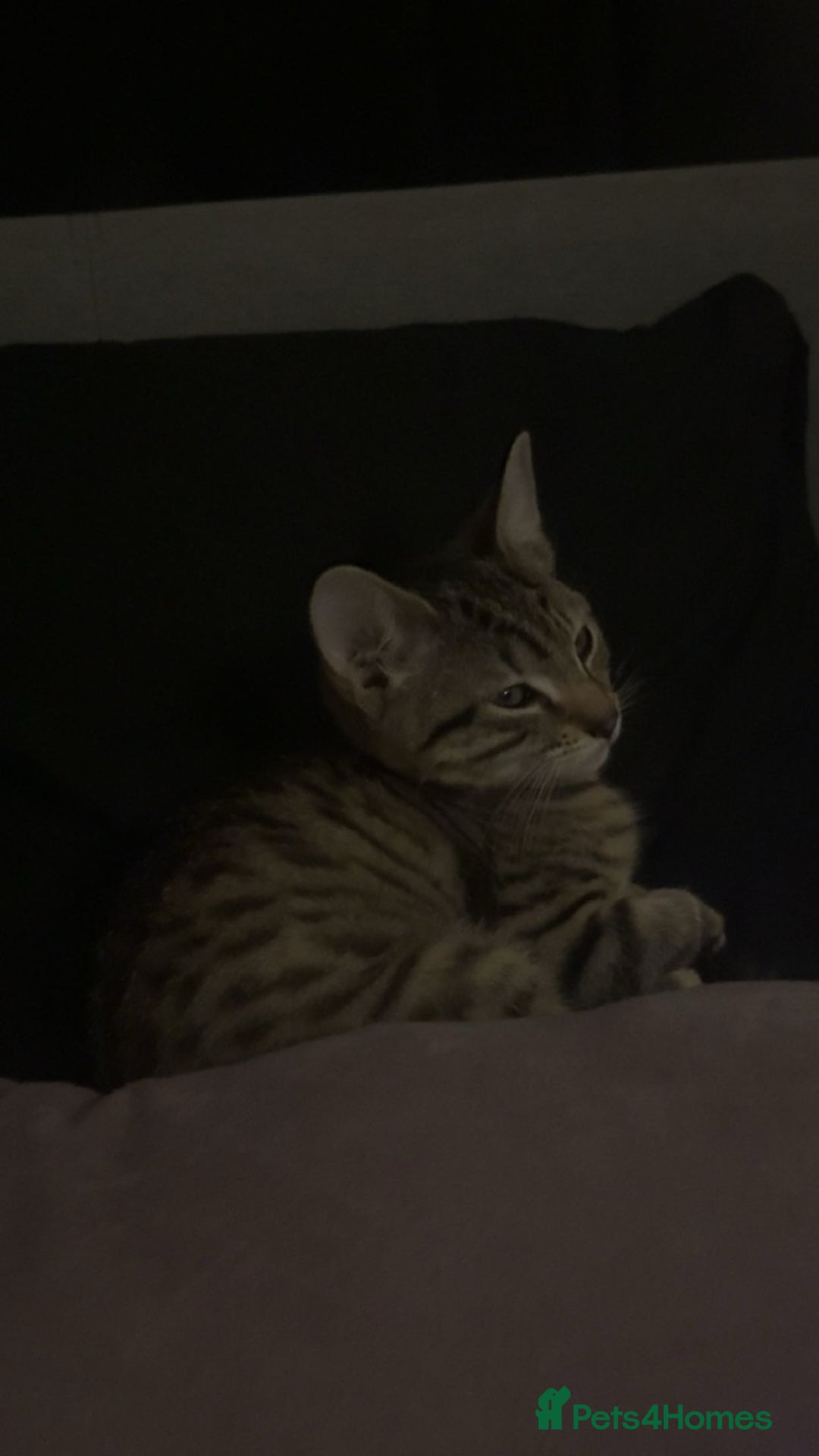 British Shorthair cats for sale: Tabby Kitten For Sale - Female - URGENT!! - Advert 2