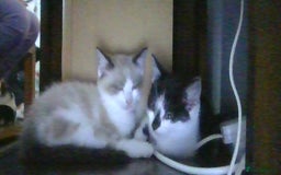 British Longhair cats for sale: 4 Beautiful Kitties Ready - Image 9