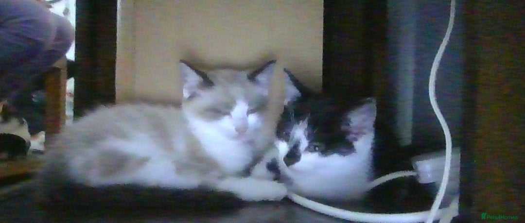 British Longhair cats for sale: 4 Beautiful Kitties Ready - Image 9