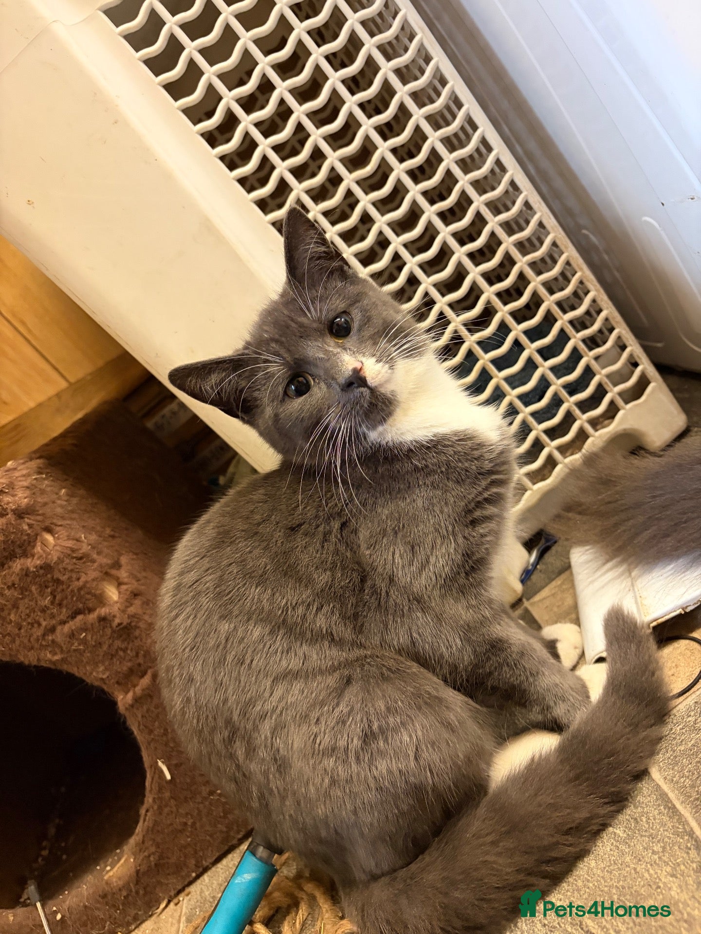 Mixed Breed cats Handsome Grey Boy  - Advert 5
