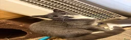 Mixed Breed cats for sale: Handsome Grey Boy  in Glasgow - Advert 1