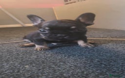 French Bulldog dogs for sale: French bulldog 2 boys and four girls - Image 5
