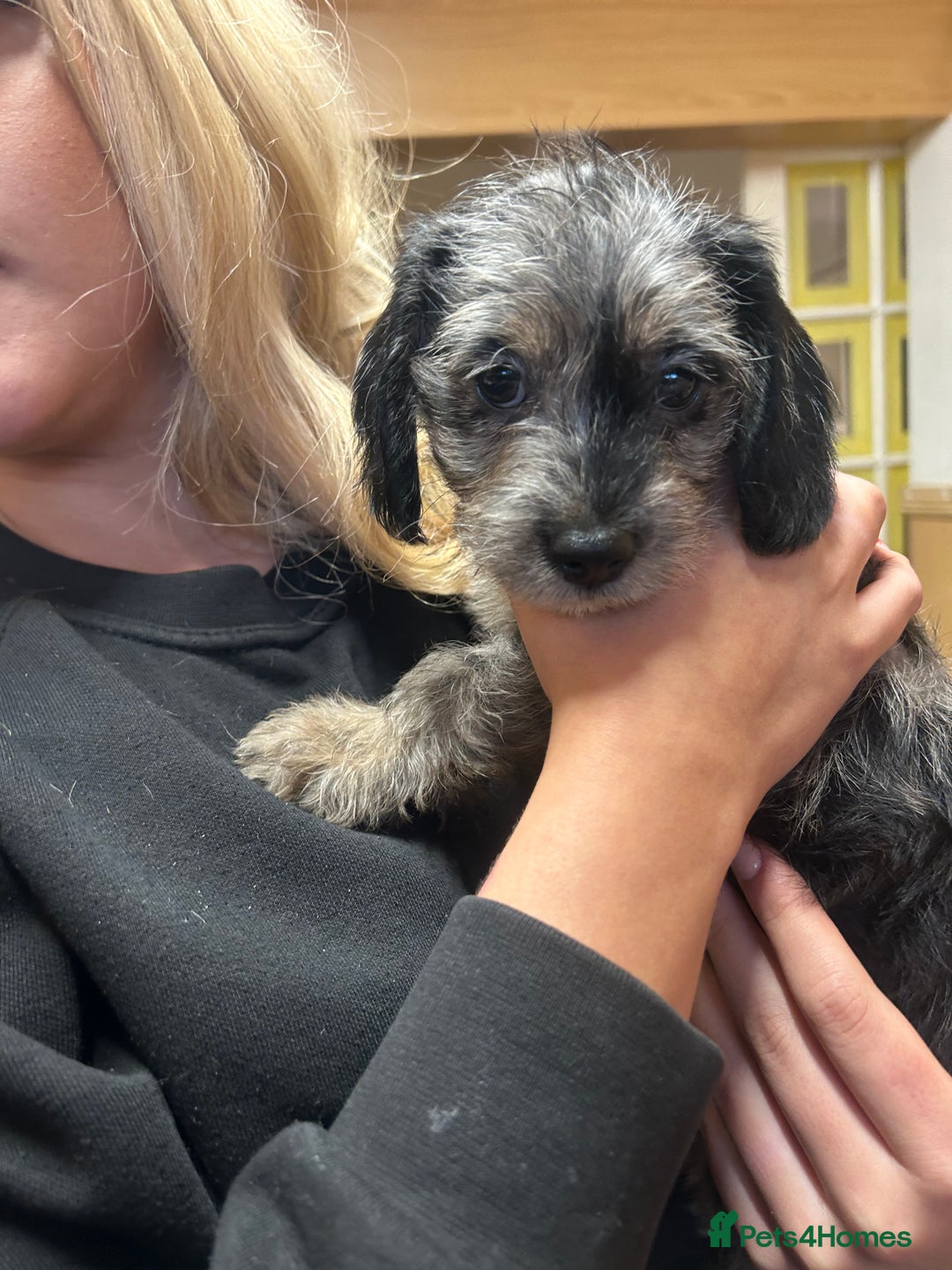 Mixed Breed dogs for sale: Puppies  - Advert 4