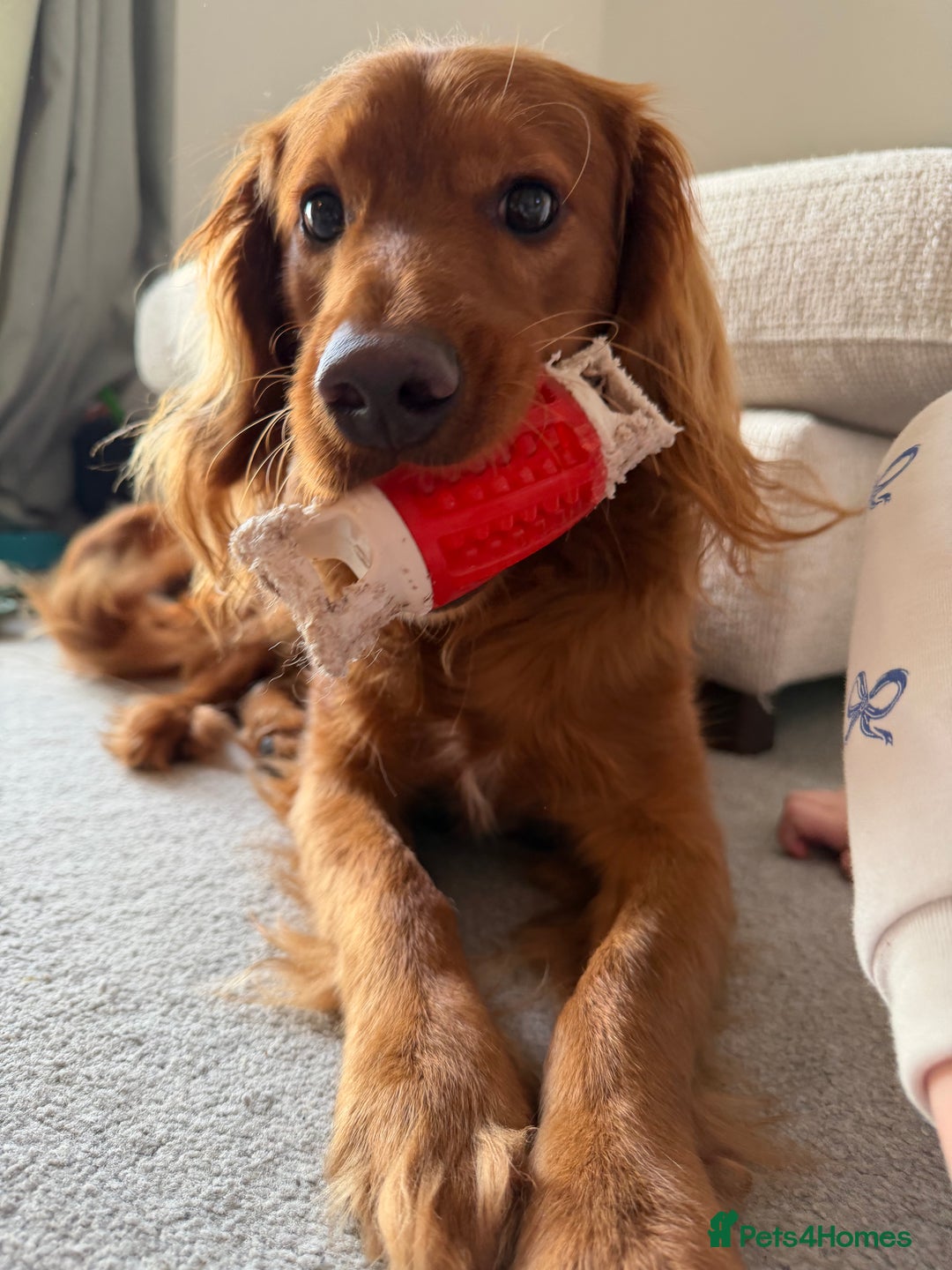 Cavapoo dogs for sale: Cavapoo 1 year old puppy  - Advert 7