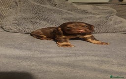 Sprocker dogs for sale: My lady has had beautiful 3 sprocker spaniel pups  - Image 10