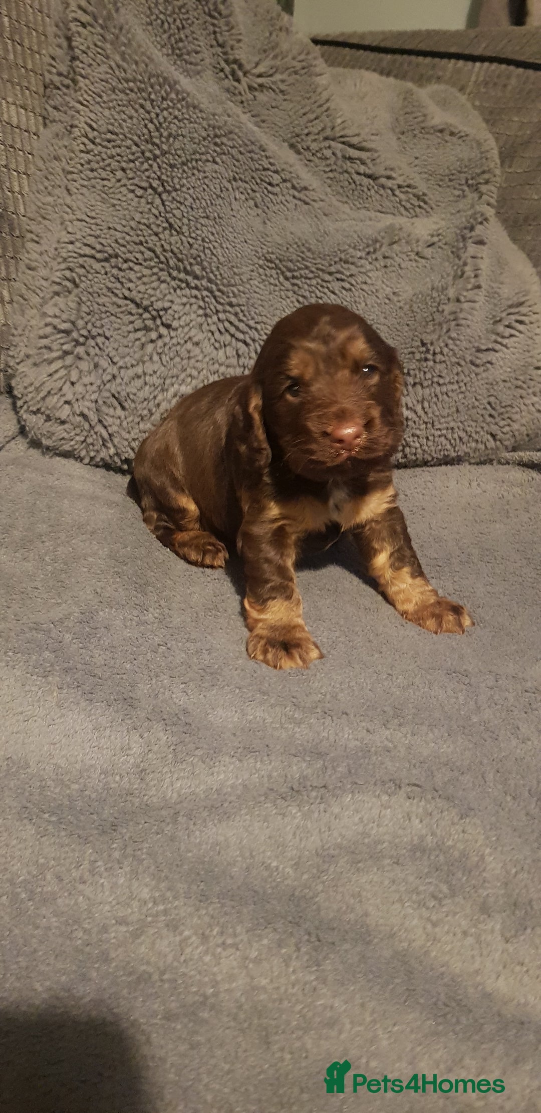 Sprocker dogs for sale: My lady has had beautiful 3 sprocker spaniel pups  - Image 10