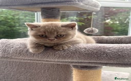 British Shorthair cats for sale: Lilic GCCF registered active champion lines  - Image 9