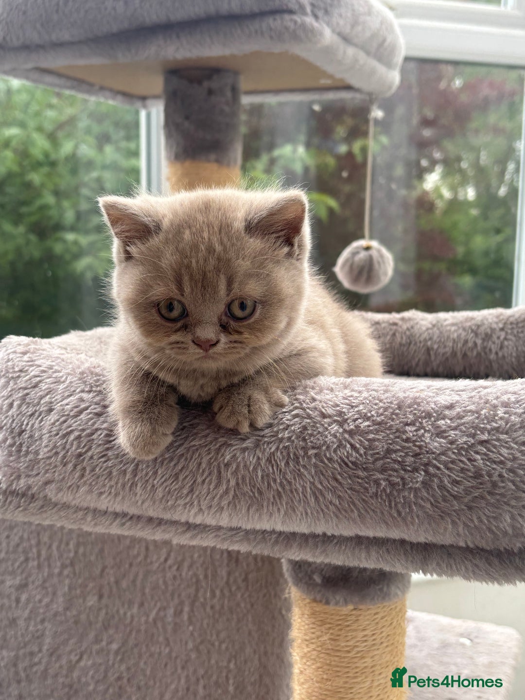 British Shorthair cats for sale: Lilic GCCF registered active champion lines  - Image 9