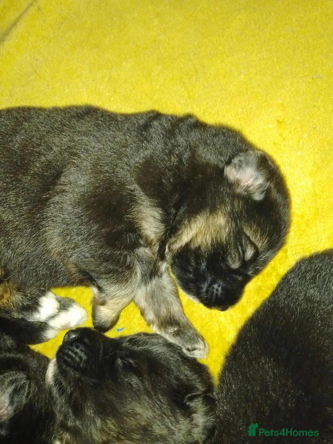 German Shepherd dogs for sale: Straight back Long coat German Shepherd pups - Advert 20