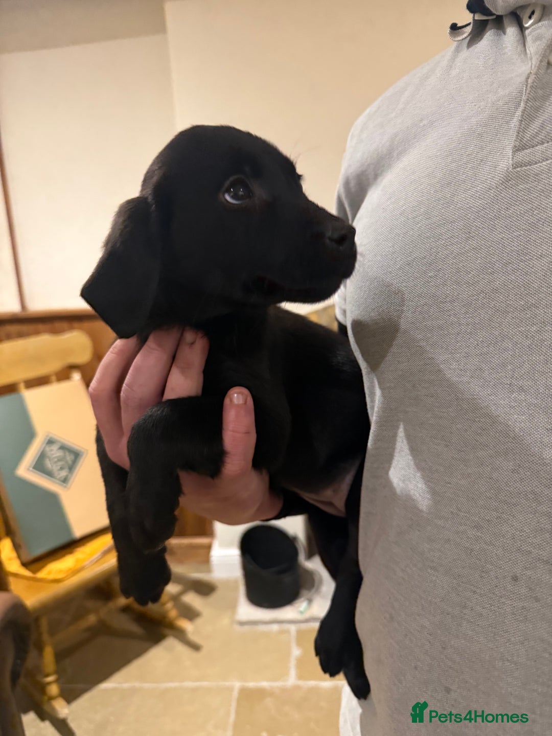 Labrador Retriever dogs for sale: KC Working Labrador Bitch - Advert 23