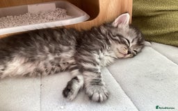 Ragdoll cats for sale: Adorable Ragdoll x Chinchilla Tabby - Image 6