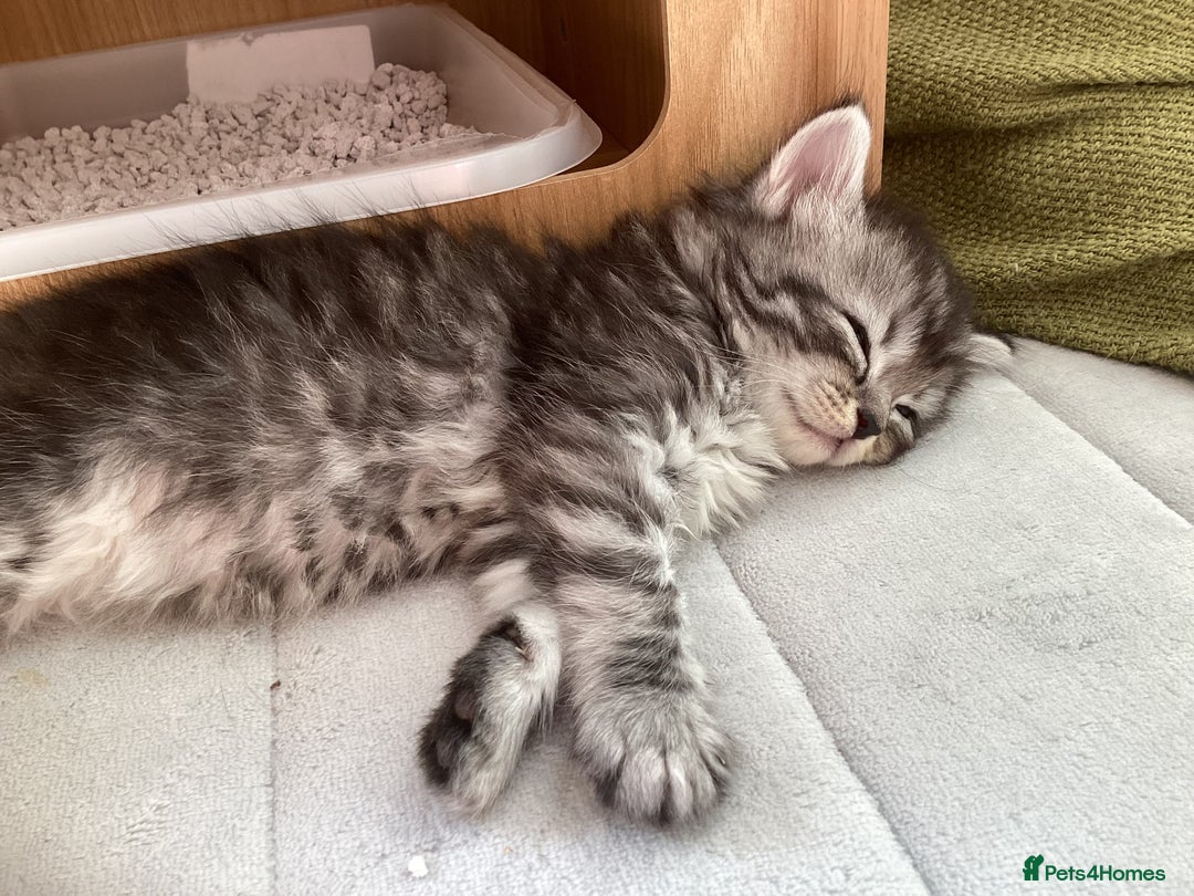 Ragdoll cats for sale: Adorable Ragdoll x Chinchilla Tabby - Image 6