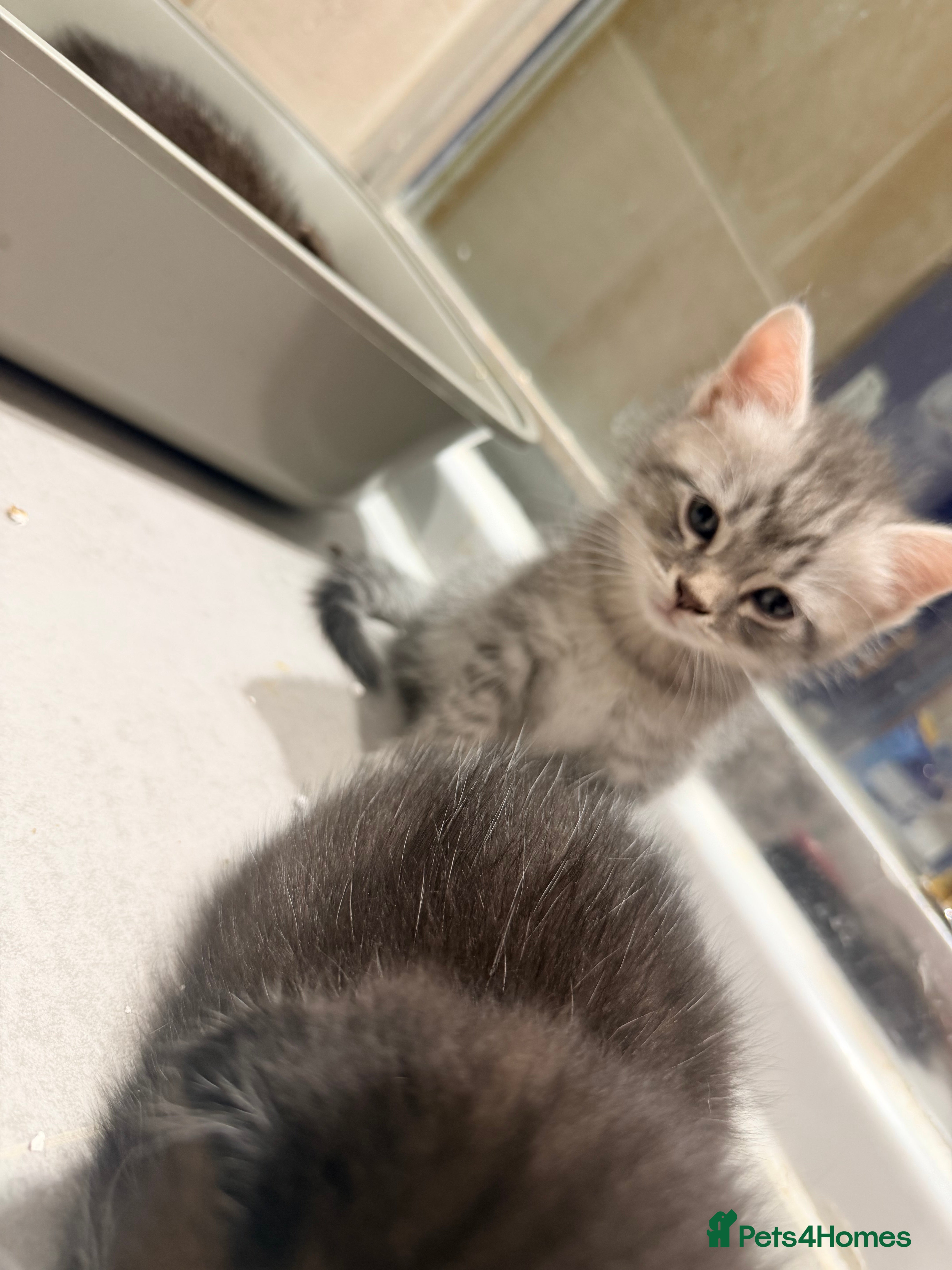 Scottish Fold cats  Scottish Fold kittens are looking for homes! - Advert 2