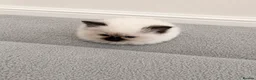 Ragdoll cats for sale: Chocolate point and blue pointed lynx ragdolls - Advert 4