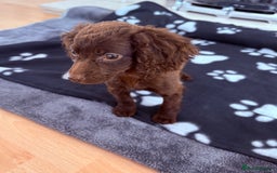 Cocker Spaniel dogs for sale: Cocker spaniel puppies  - Image 2