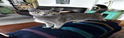 Mixed Breed cats for sale: Russian blue x Bengal - Advert 1