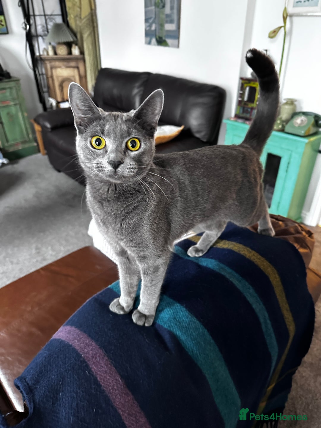 Mixed Breed cats for sale: Russian blue x Bengal - Advert 1