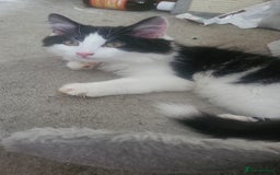 Mixed Breed cats for sale: Beautiful mixed kittens with mixed ages! - Image 10