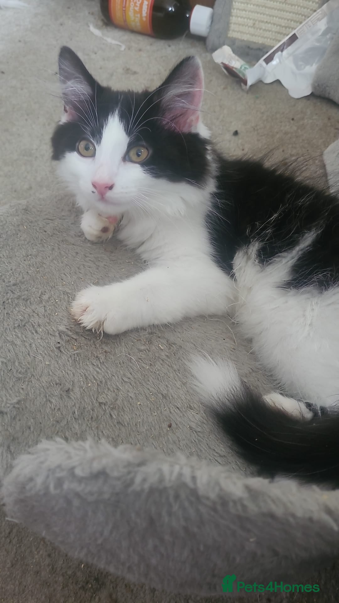 Mixed Breed cats for sale: Beautiful mixed kittens with mixed ages! - Image 10