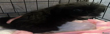 Mixed Breed 3