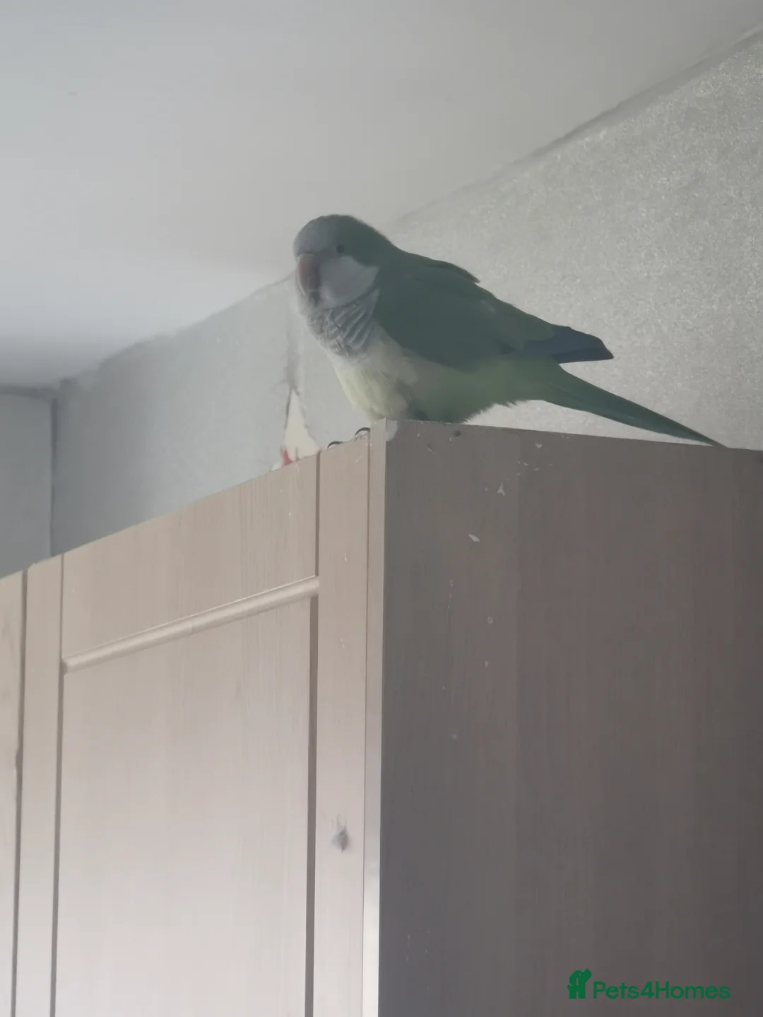 Cockatiels birds for sale: Quacker Parrot for Sale with cage and accessories - Advert 2