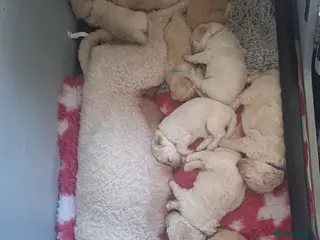 Poochon dogs Poochon pups 3 weeks old - Advert 12