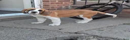 Saint Bernard dogs for sale: Handsome bari  - Advert 1
