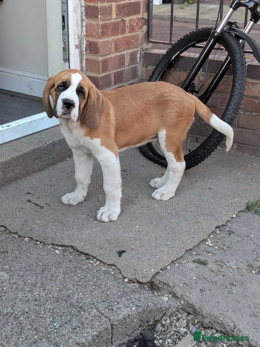 Saint Bernard dogs for sale: Handsome bari  - Advert 1