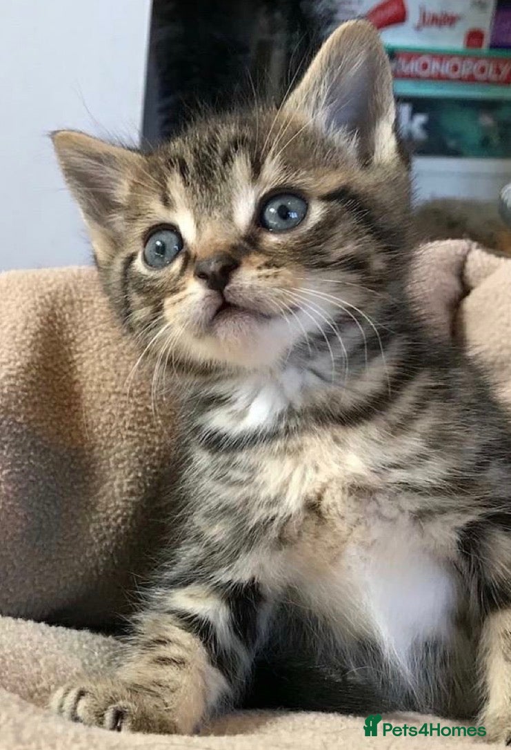 Mixed Breed cats Adorable ragdoll cross kittens - Advert 5