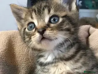 Mixed Breed cats Adorable ragdoll cross kittens - Advert 5