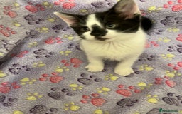 Mixed Breed cats for sale: Mixed breed kittens  - Image 8