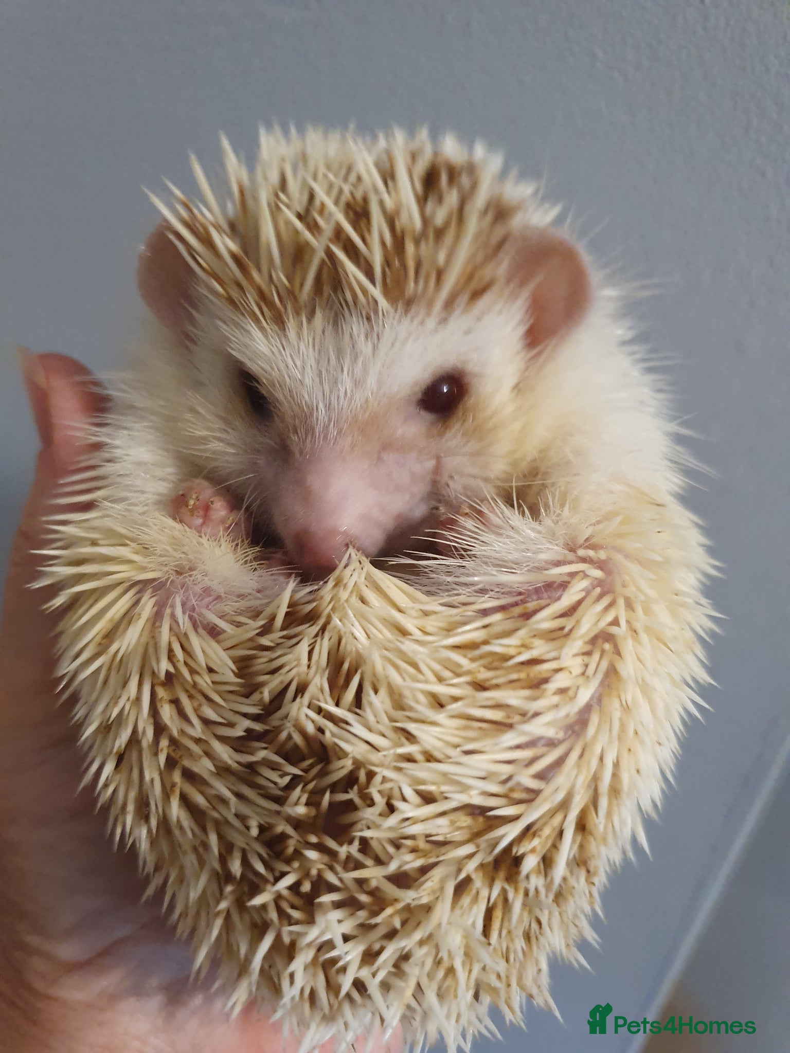Pygmy Hedgehog rodents Female African pygmy hedgehog  - Advert 2