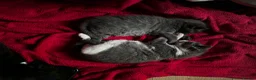 Turkish Van cats for sale: 2 Beautiful Boys available for a new home  - Advert 2