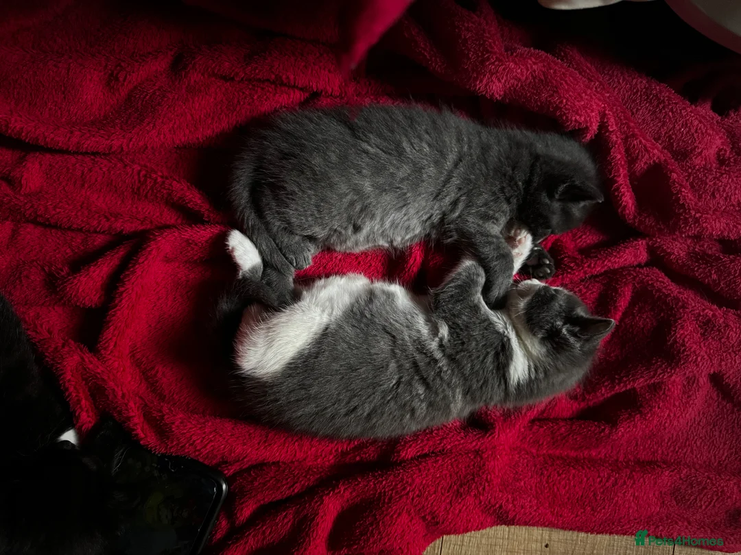 Turkish Van cats for sale: 2 Beautiful Boys available for a new home  - Advert 2