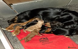 Cocker Spaniel dogs for sale: working cocker spaniels - Advert 12