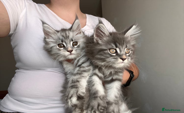Maine Coon cats - Advert 12