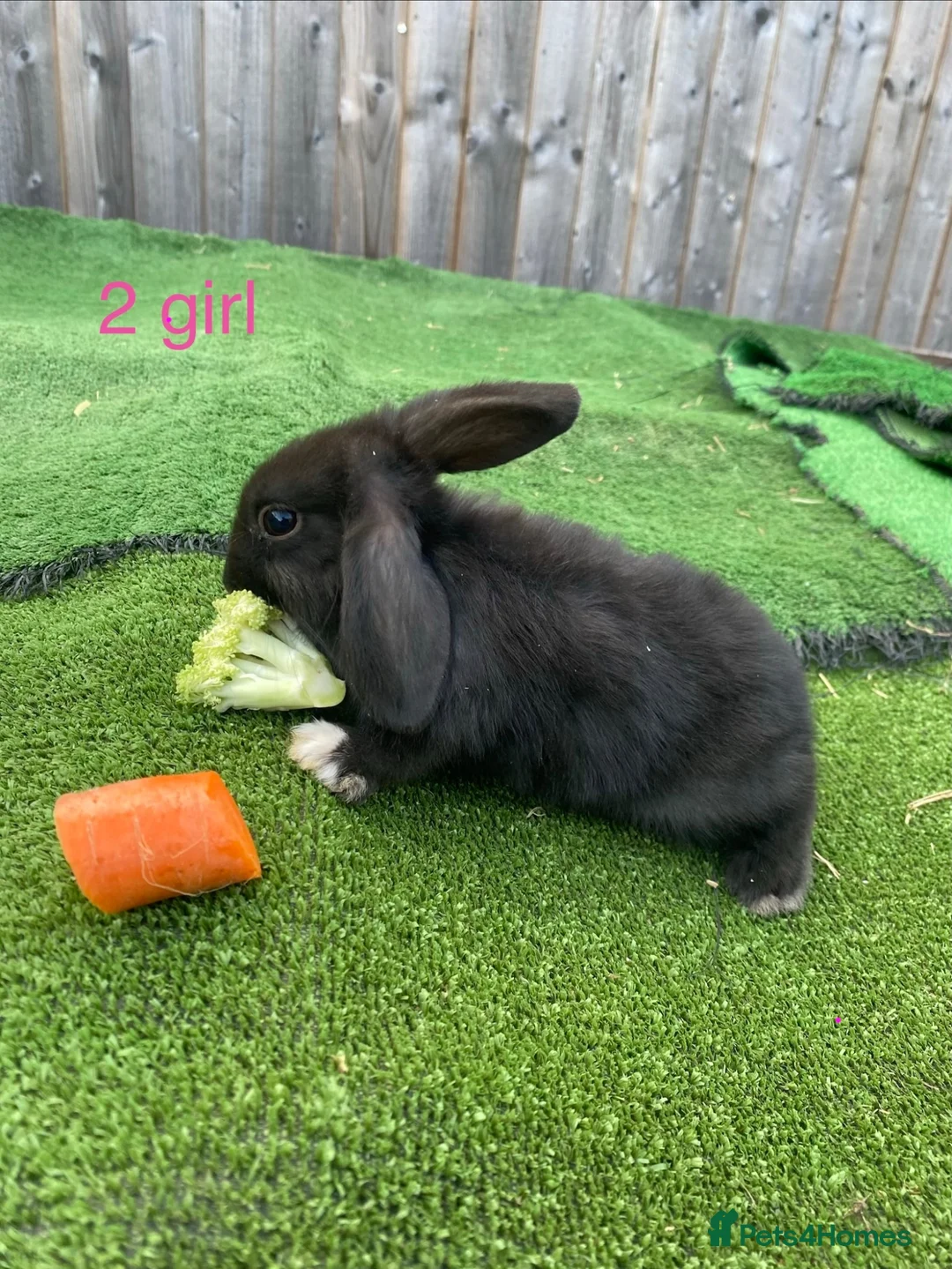Mini Lion Lop rabbits for sale: 8 loinlops  - Advert 12